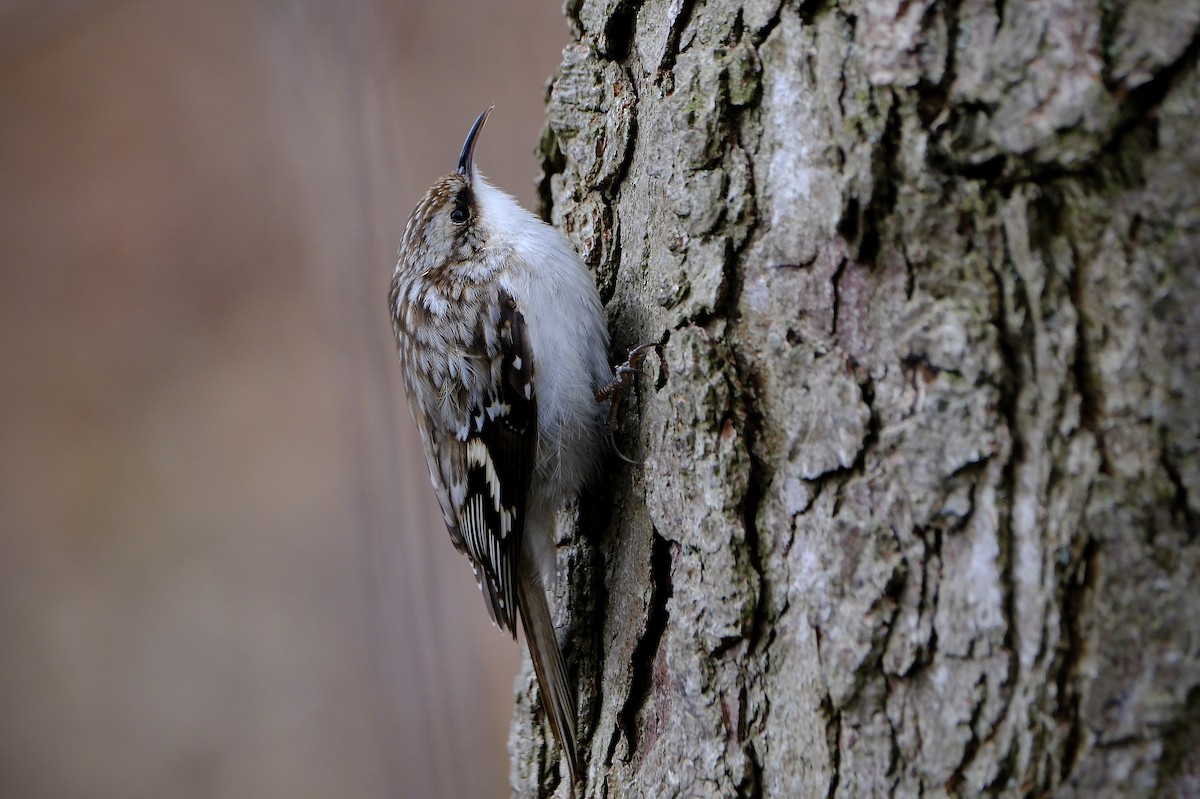 Brown Creeper - ML633985614