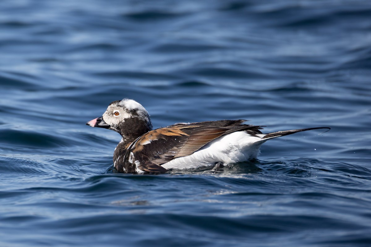 Long-tailed Duck - ML633985629
