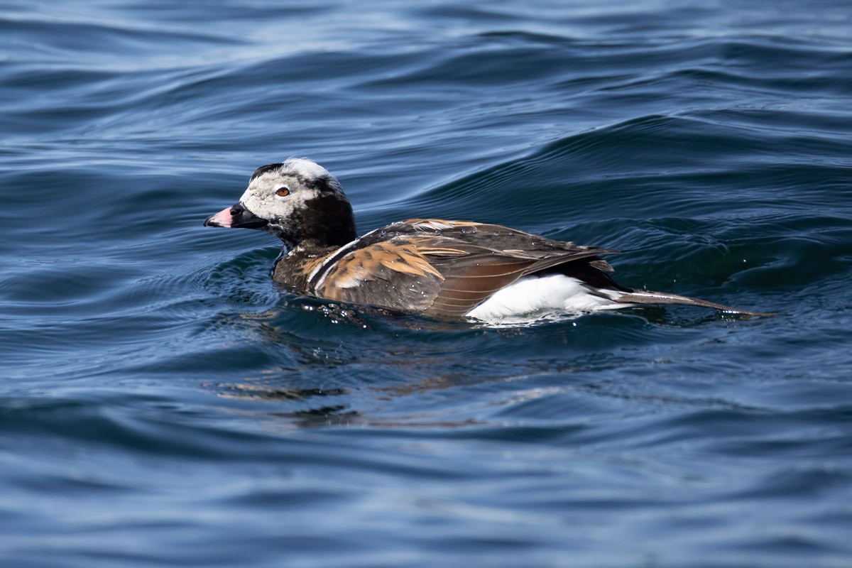 Long-tailed Duck - ML633985630