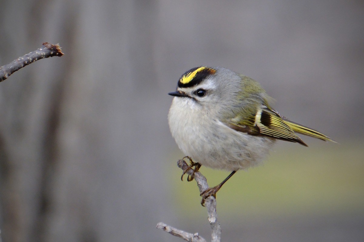 Golden-crowned Kinglet - ML633985672