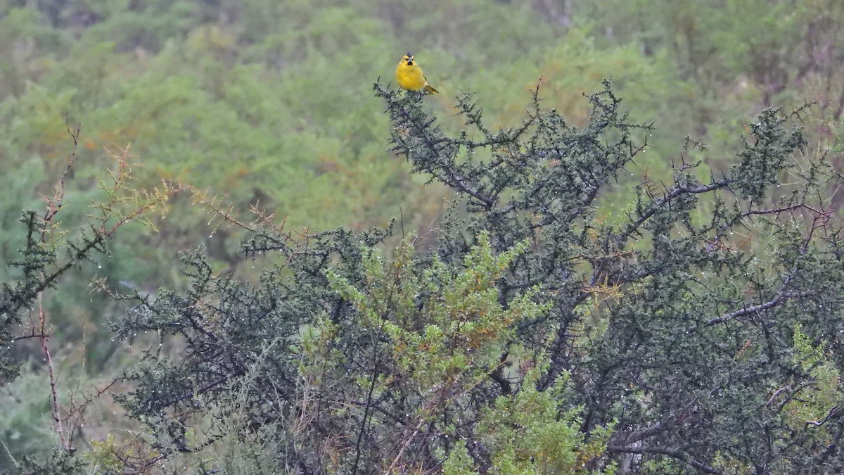 Yellow Cardinal - ML633985972