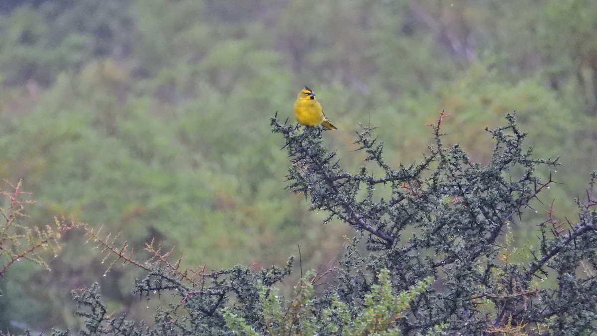 Yellow Cardinal - ML633985973