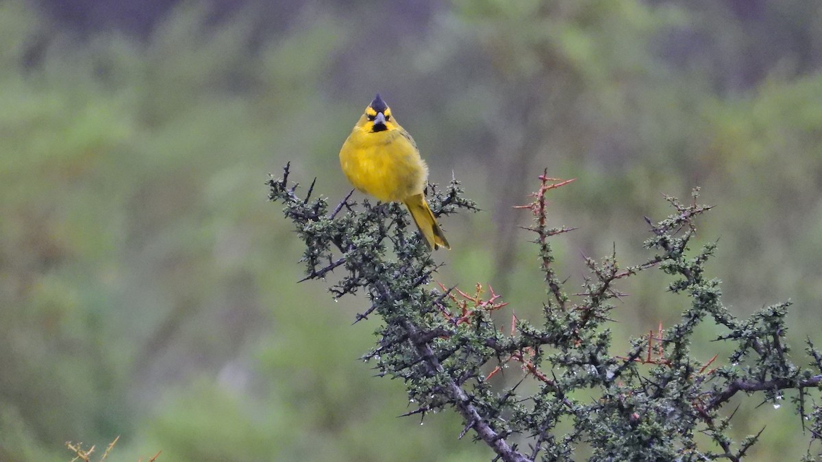 Yellow Cardinal - ML633985974