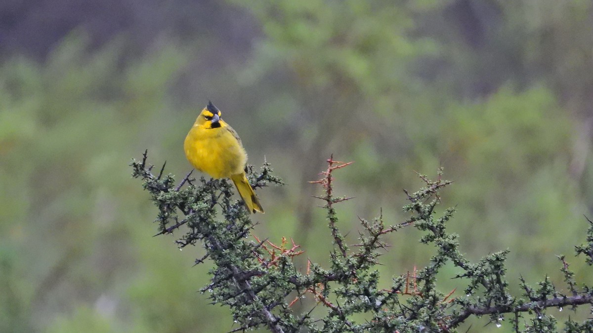 Yellow Cardinal - ML633985975