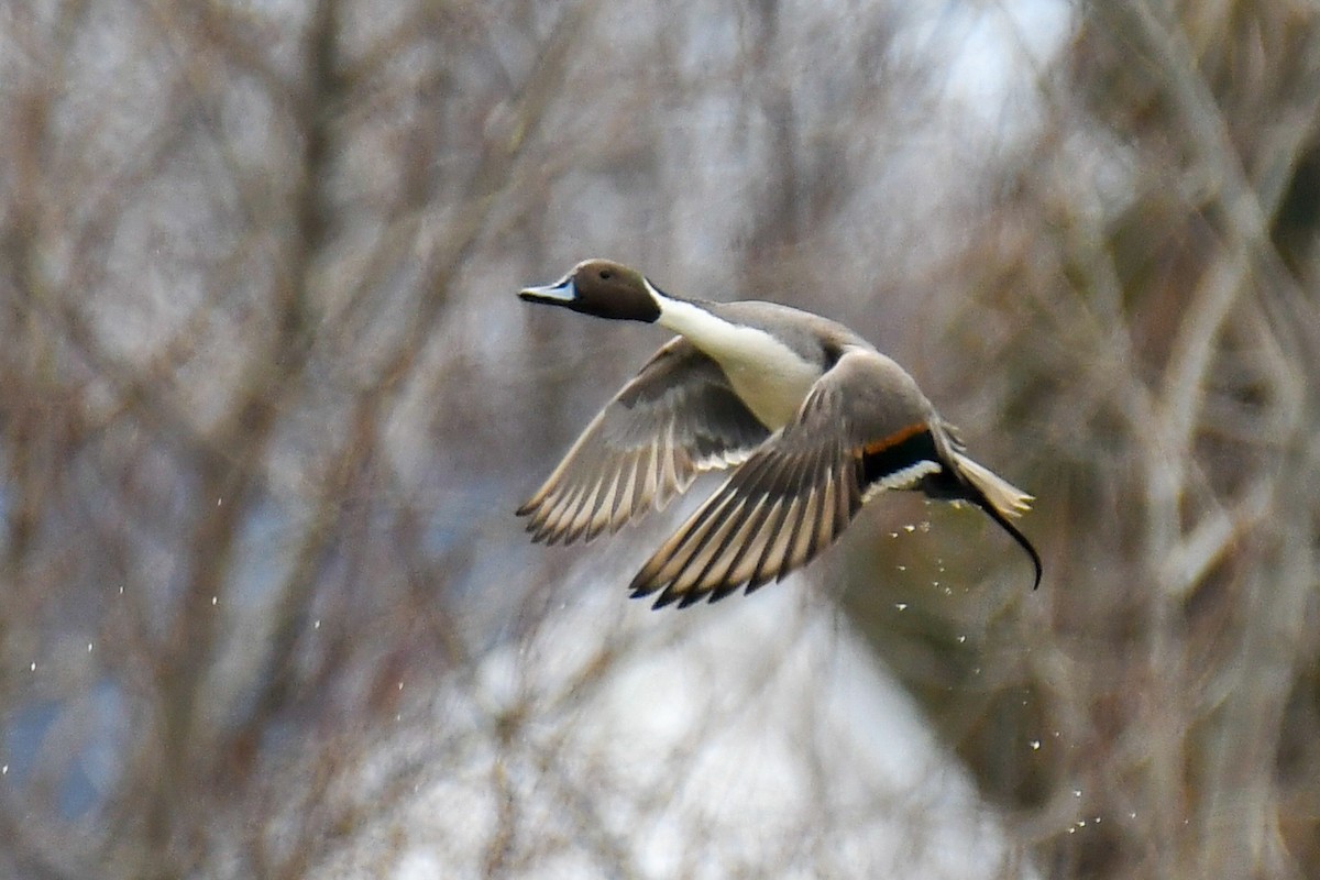 オナガガモ - ML633985978