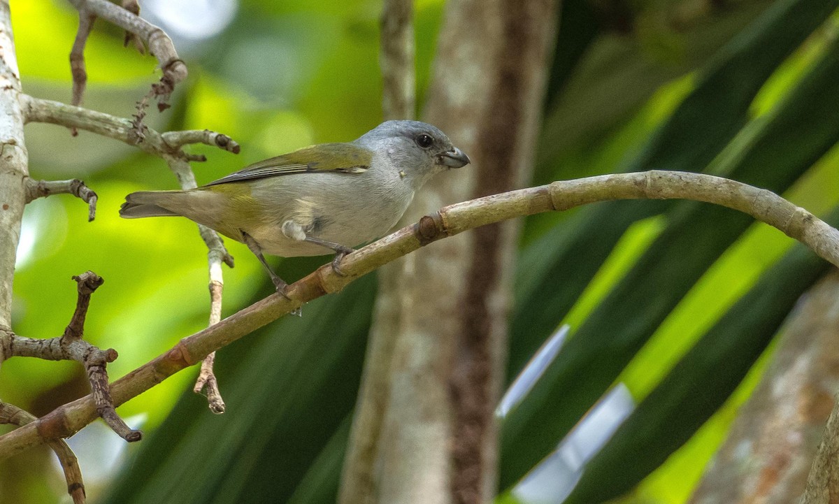 Jamaican Euphonia - ML633985998