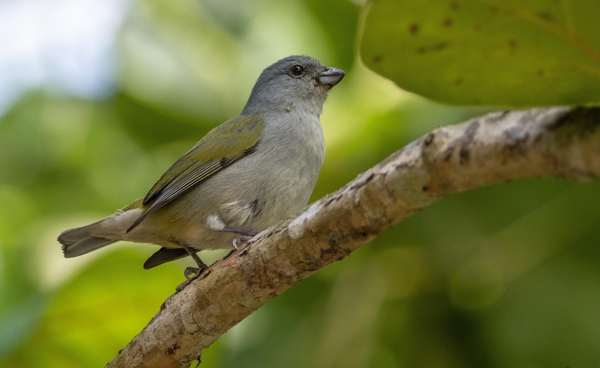 Jamaican Euphonia - ML633985999