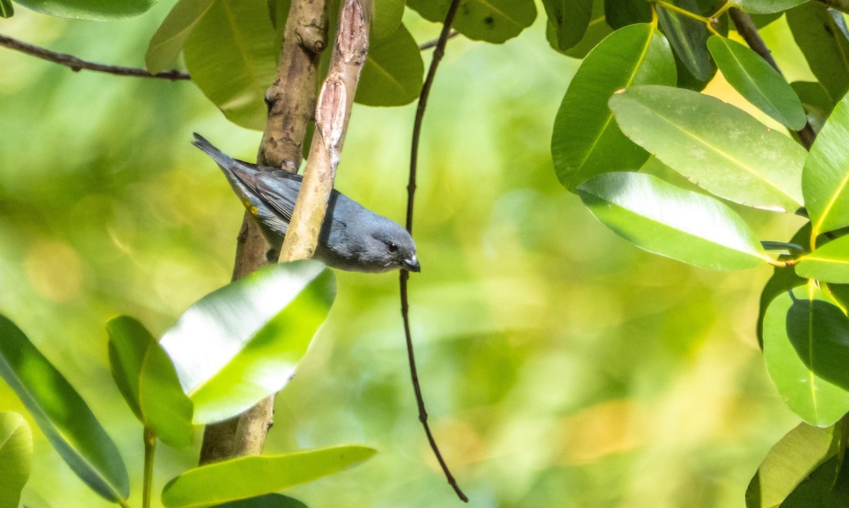 Jamaican Euphonia - ML633986010