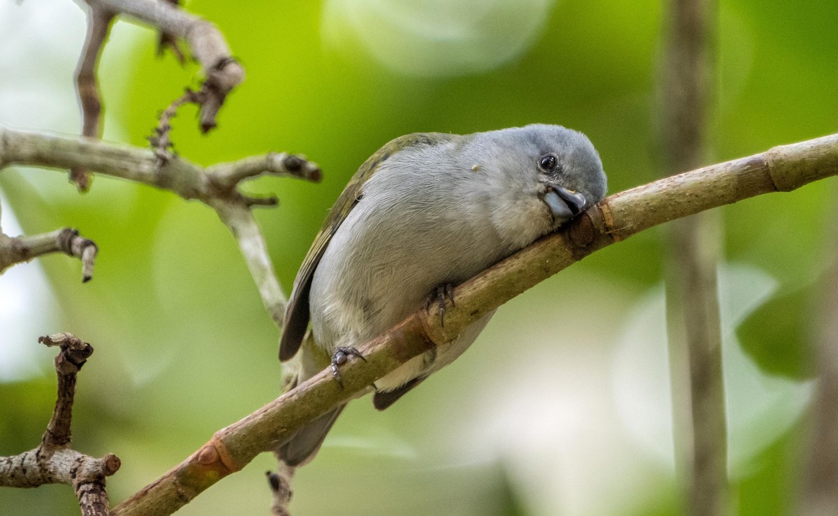 Jamaican Euphonia - ML633986012
