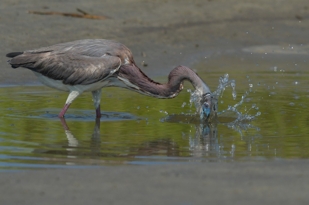 Tricolored Heron - ML633986023