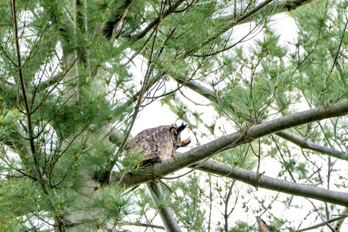 Great Horned Owl - ML633986052