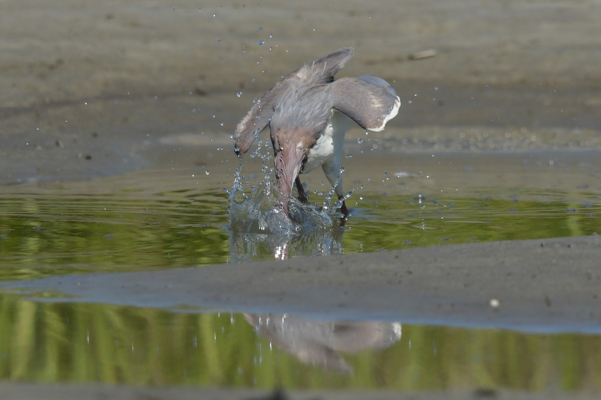 Tricolored Heron - ML633986303