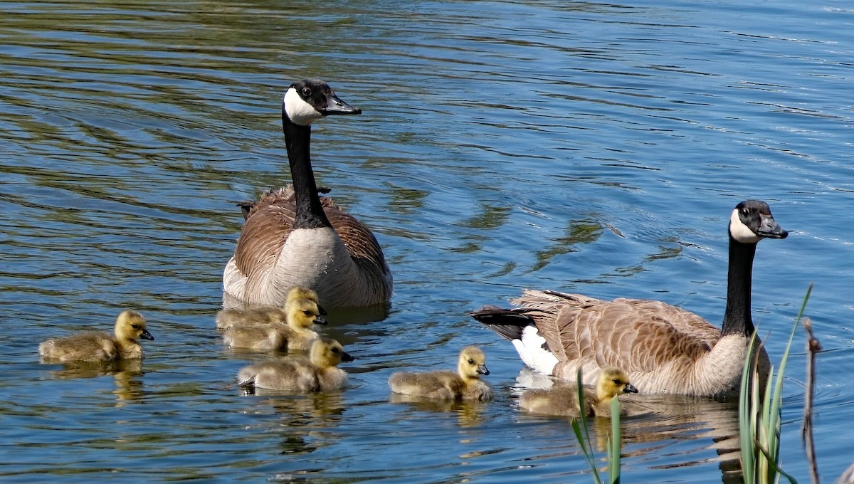 Canada Goose - ML633986317