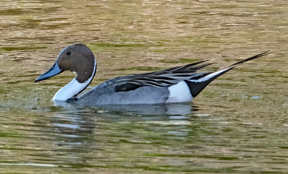 Northern Pintail - ML633986333