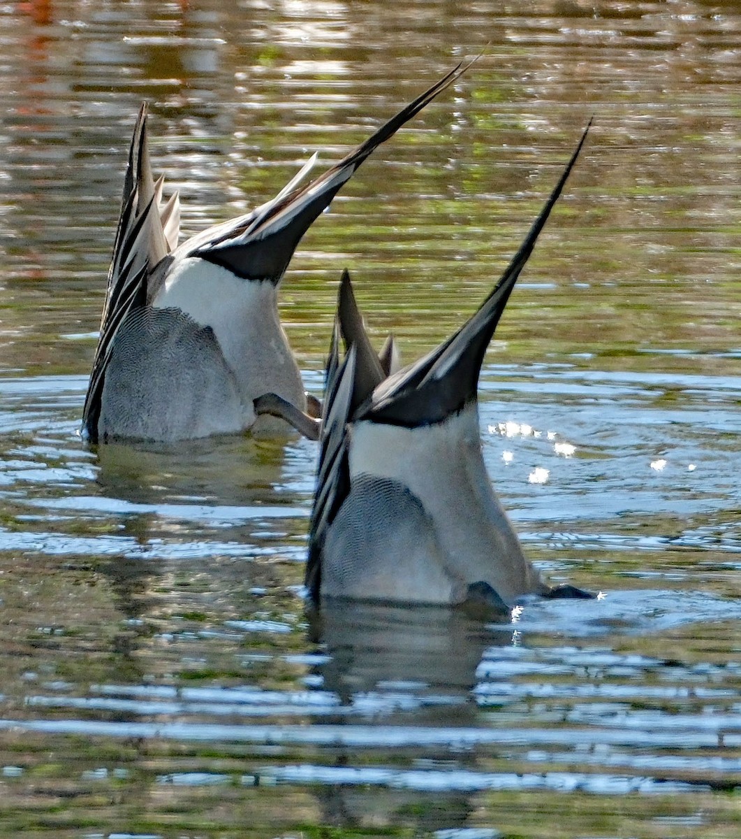 Northern Pintail - ML633986345