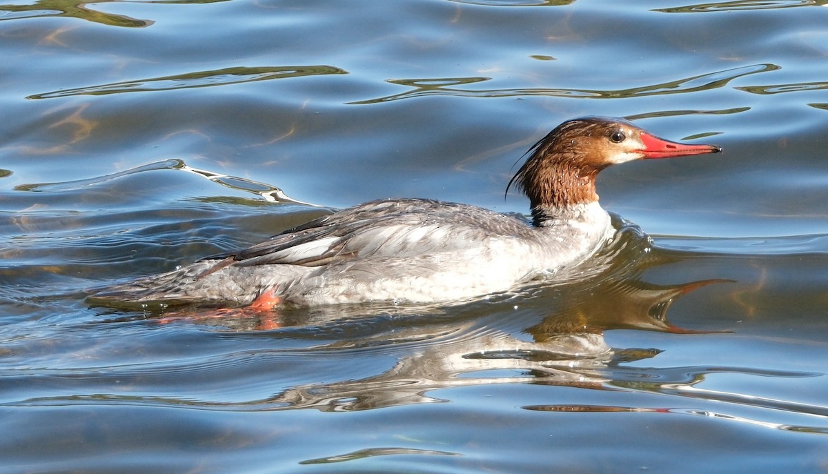 Common Merganser - ML633986355