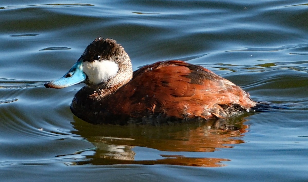 Ruddy Duck - ML633986378