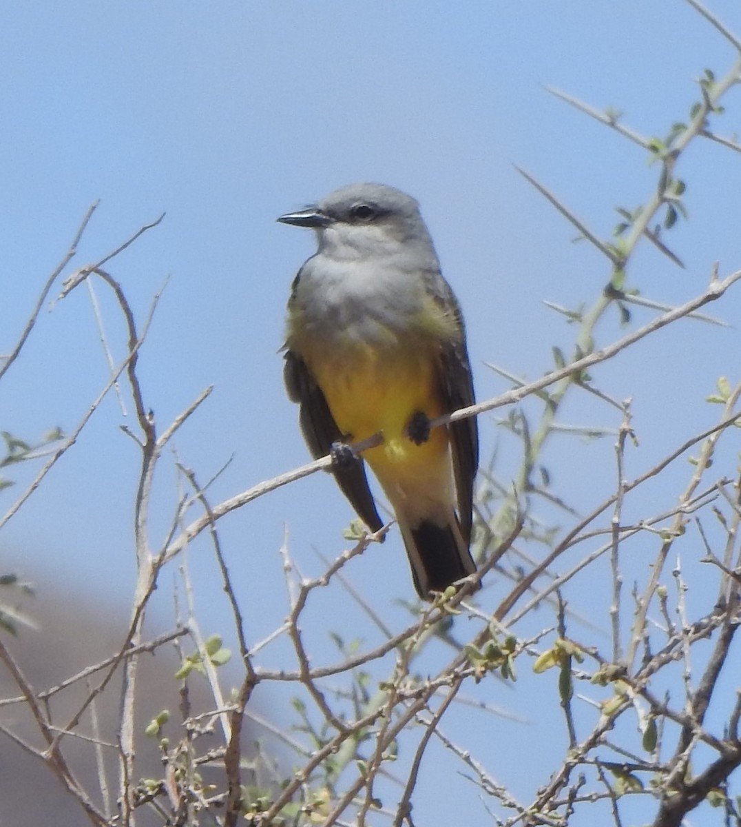 Western Kingbird - ML633986379