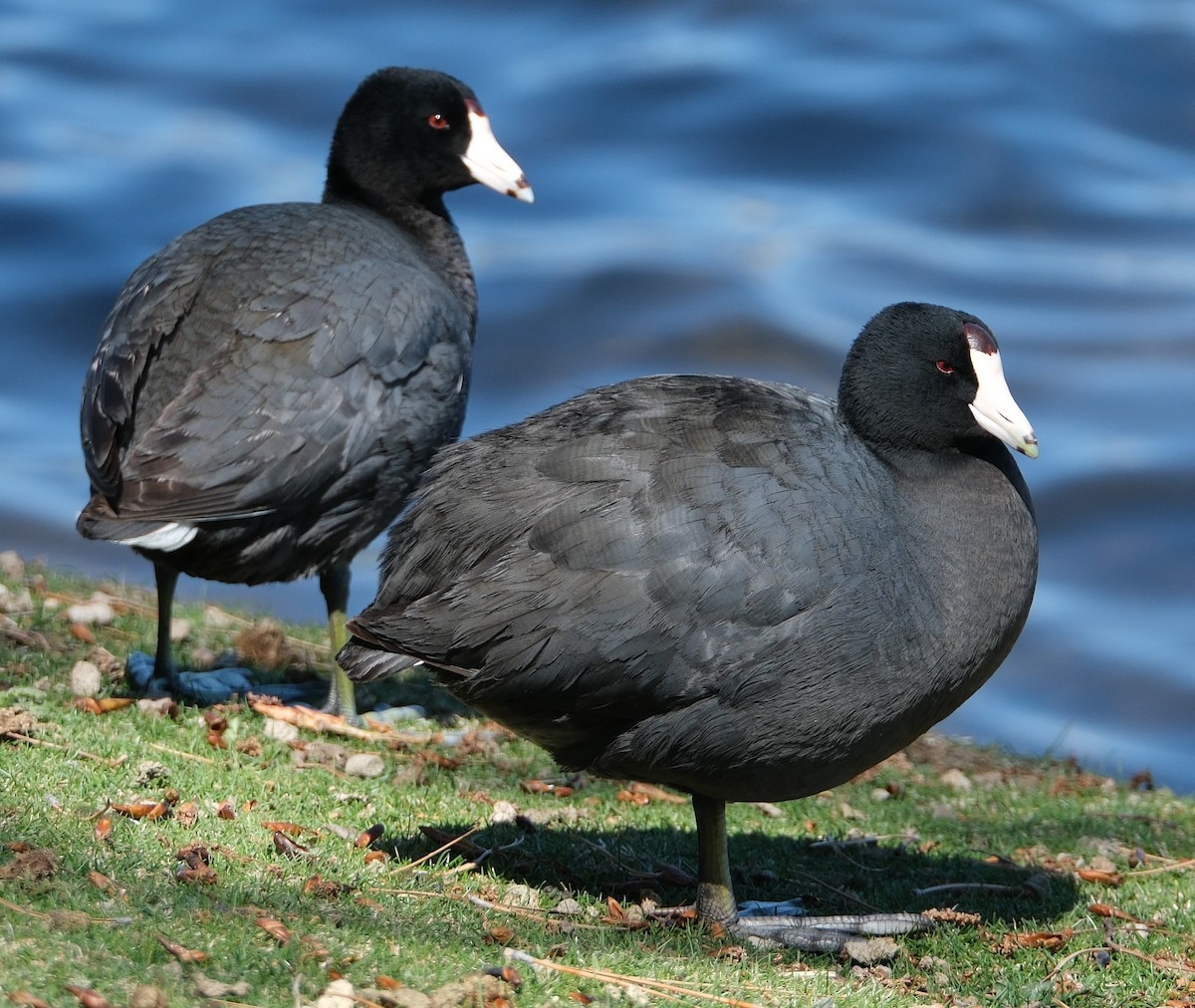 American Coot - ML633986398