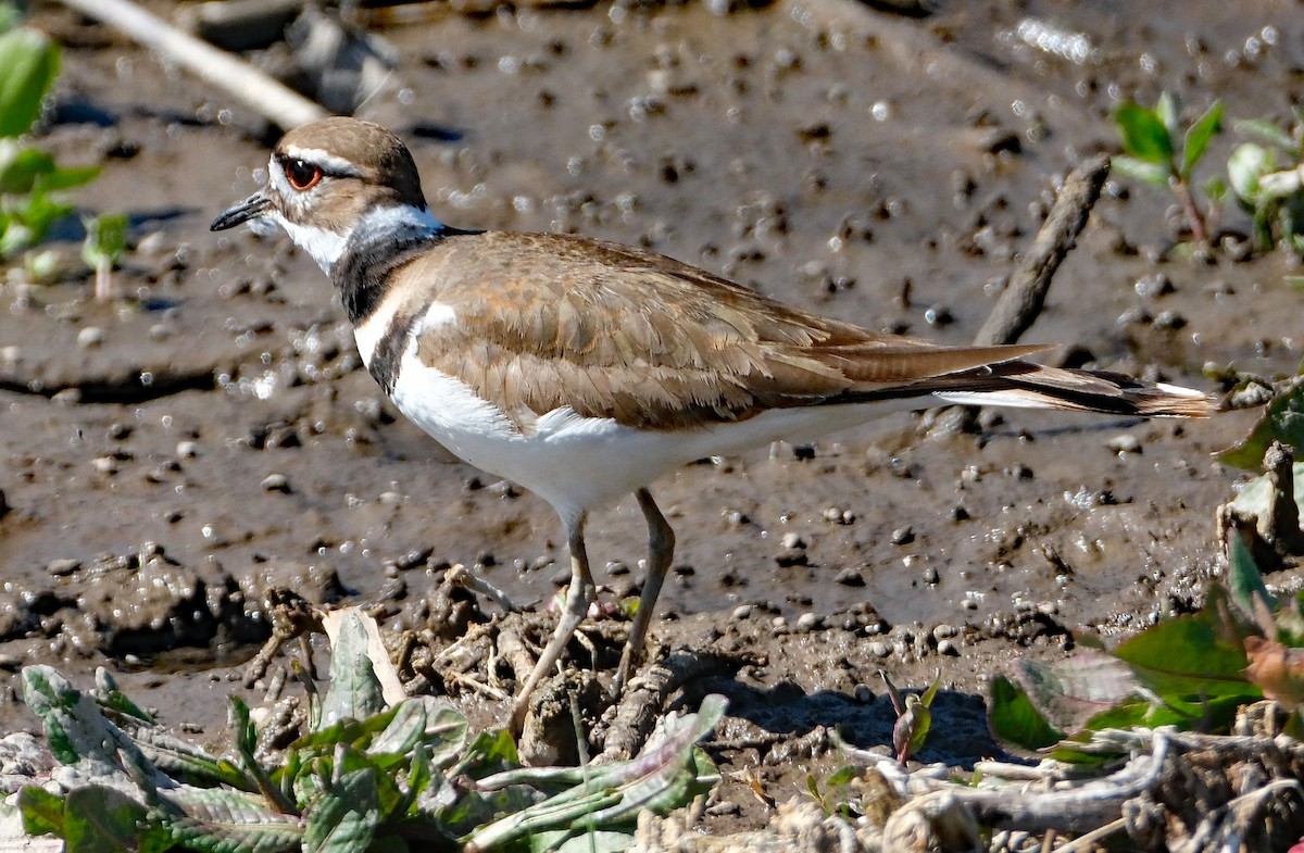 Killdeer - ML633986412