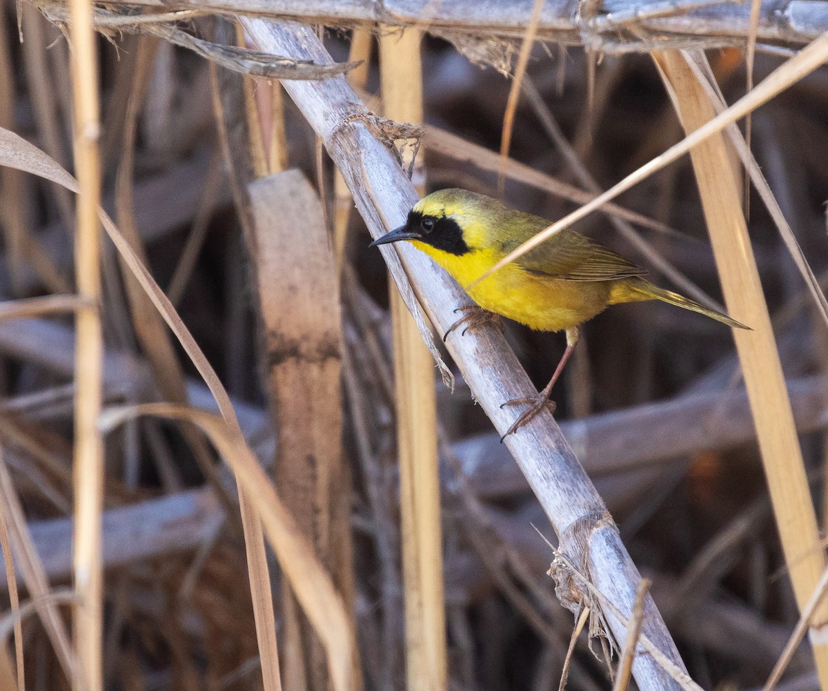 Belding's Yellowthroat - ML633986413