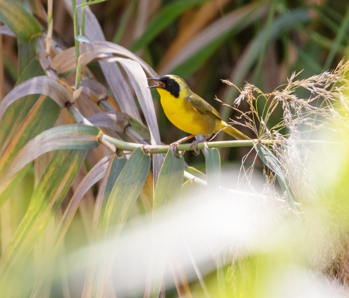 Belding's Yellowthroat - ML633986476