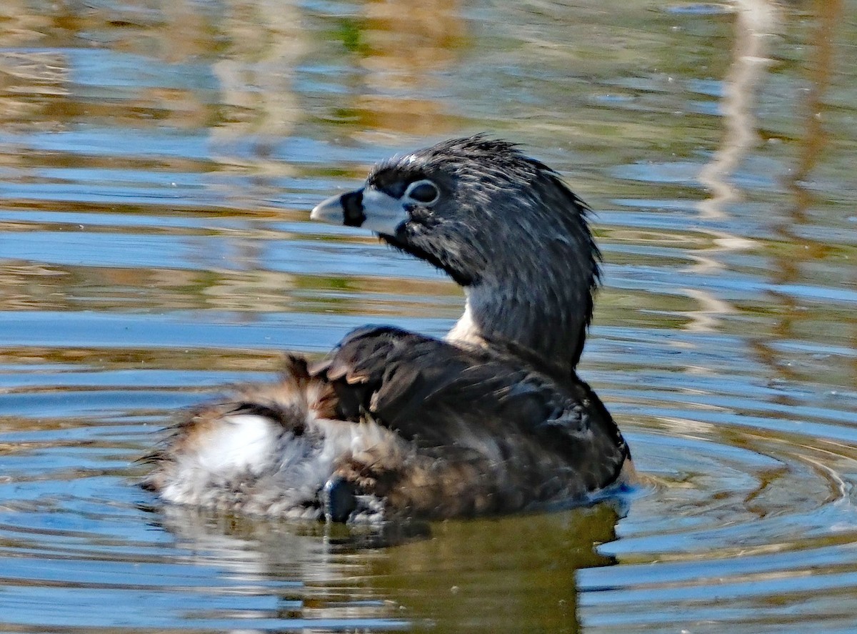 Pied-billed Grebe - ML633986520