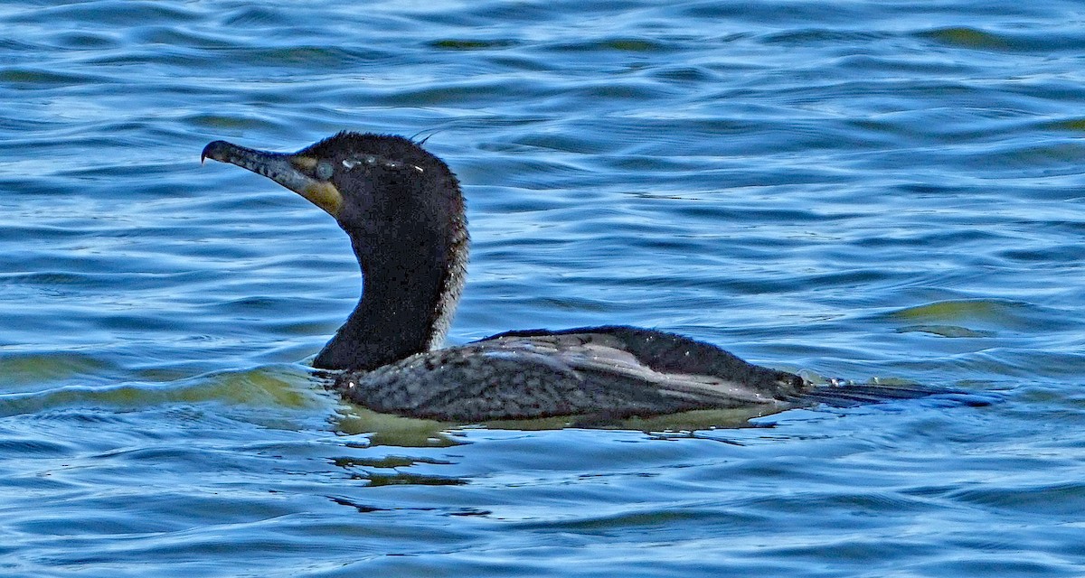 Double-crested Cormorant - ML633986523