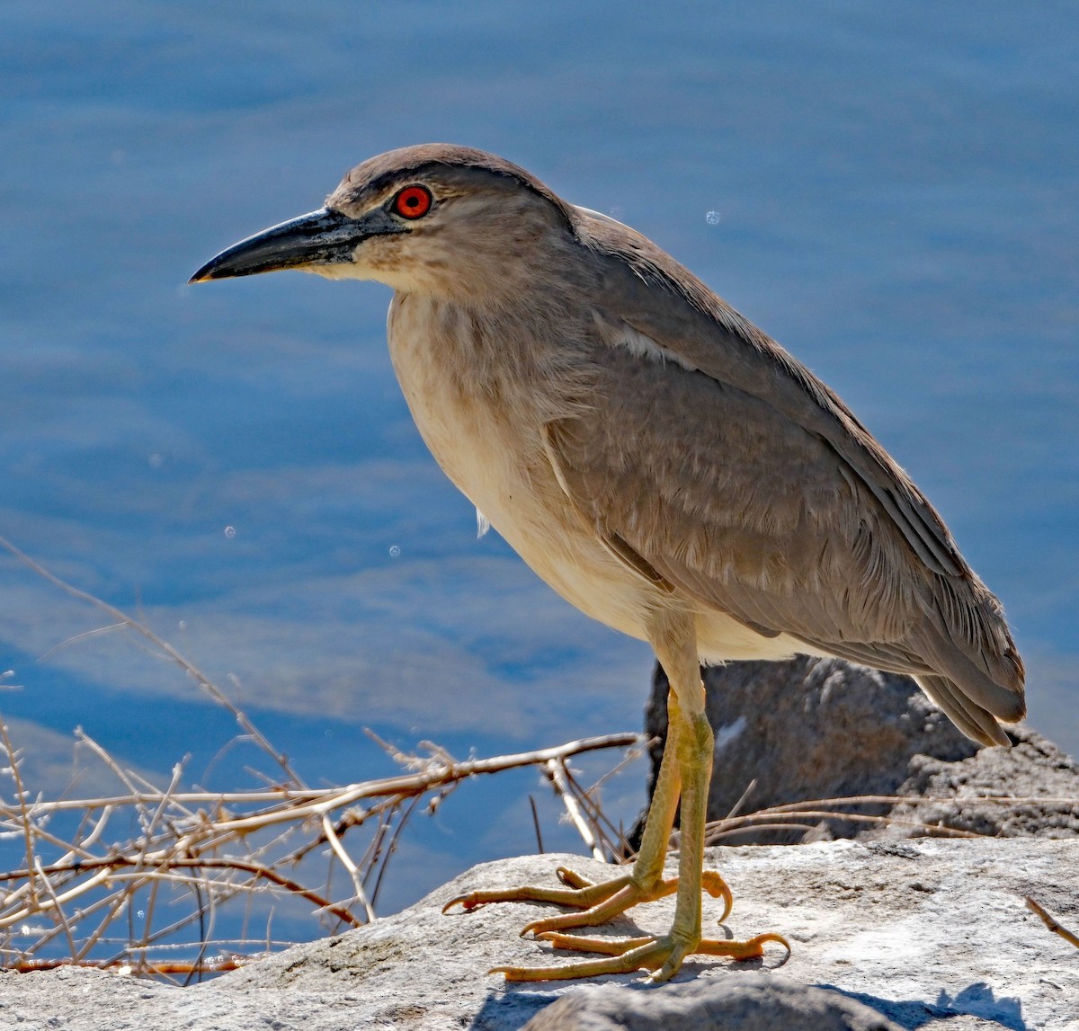 Black-crowned Night Heron - ML633986546