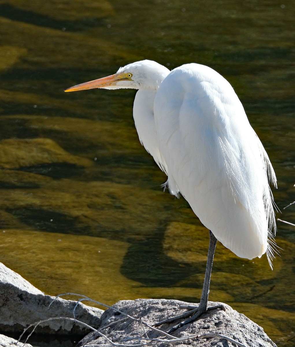 Great Egret - ML633986556
