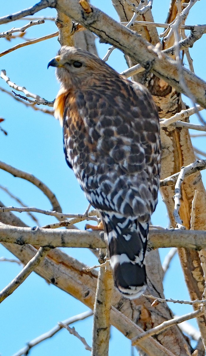 Red-shouldered Hawk - ML633986578