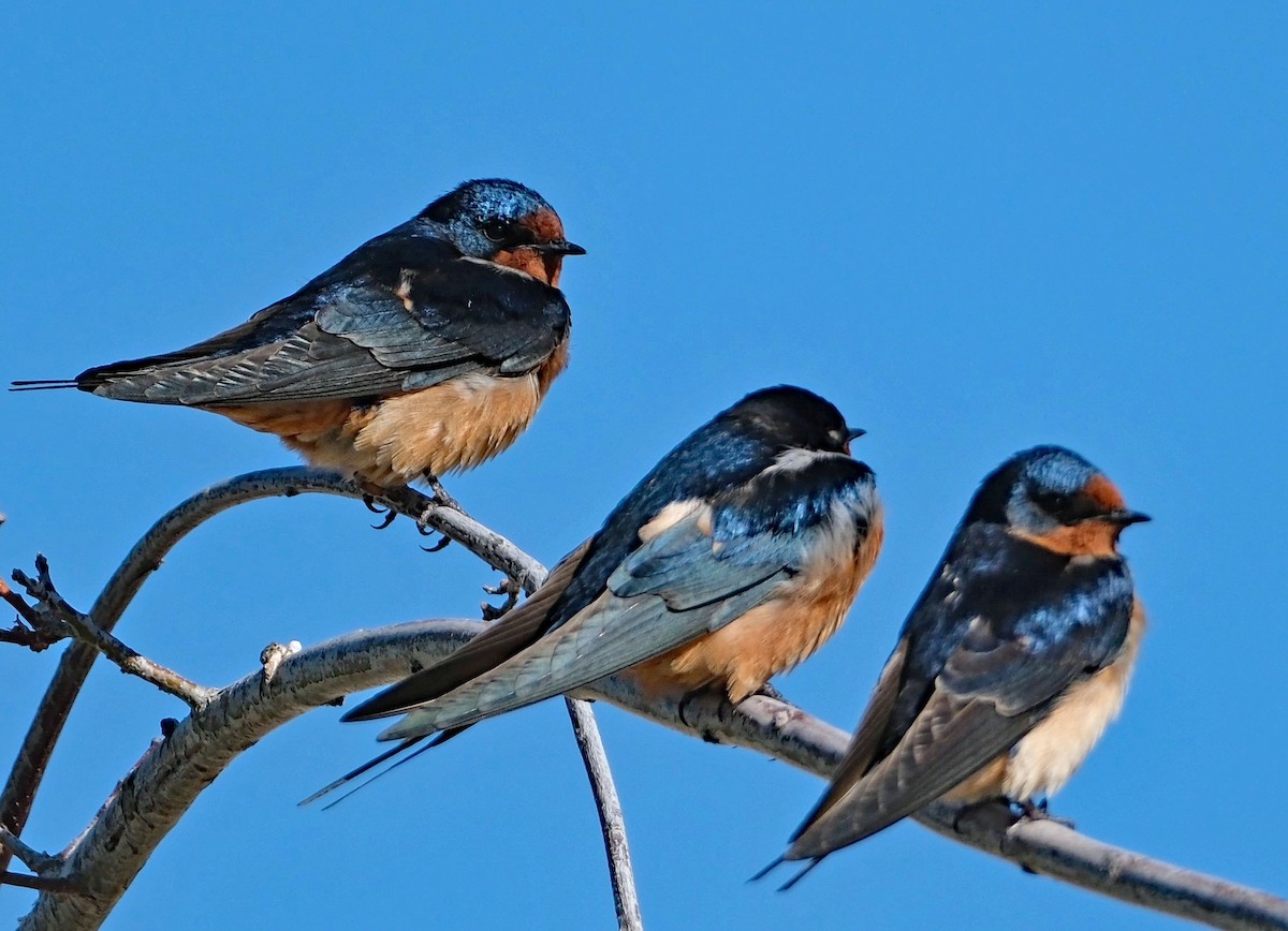 Barn Swallow - ML633986617