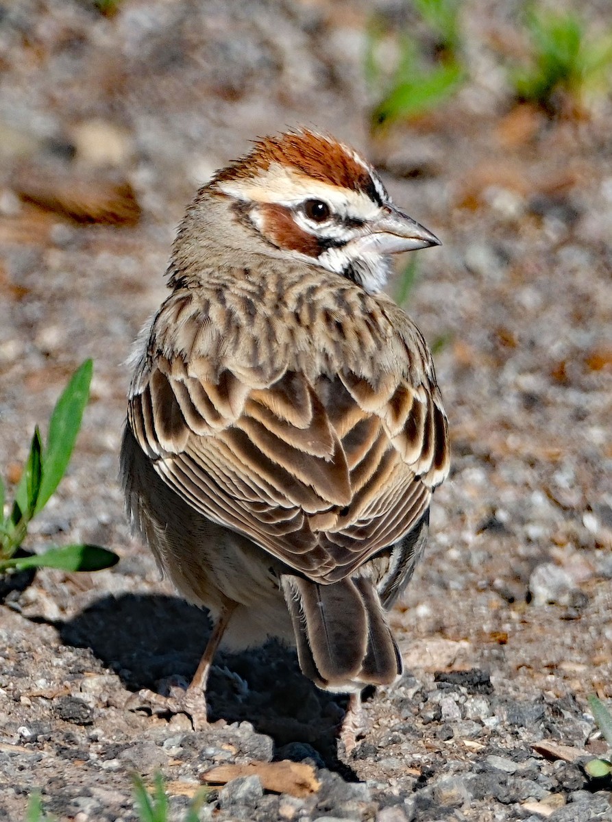 Lark Sparrow - ML633986629