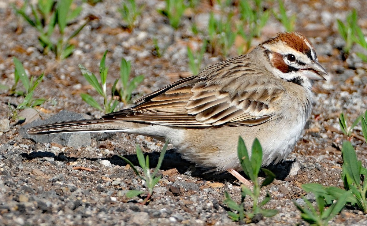 Lark Sparrow - ML633986630