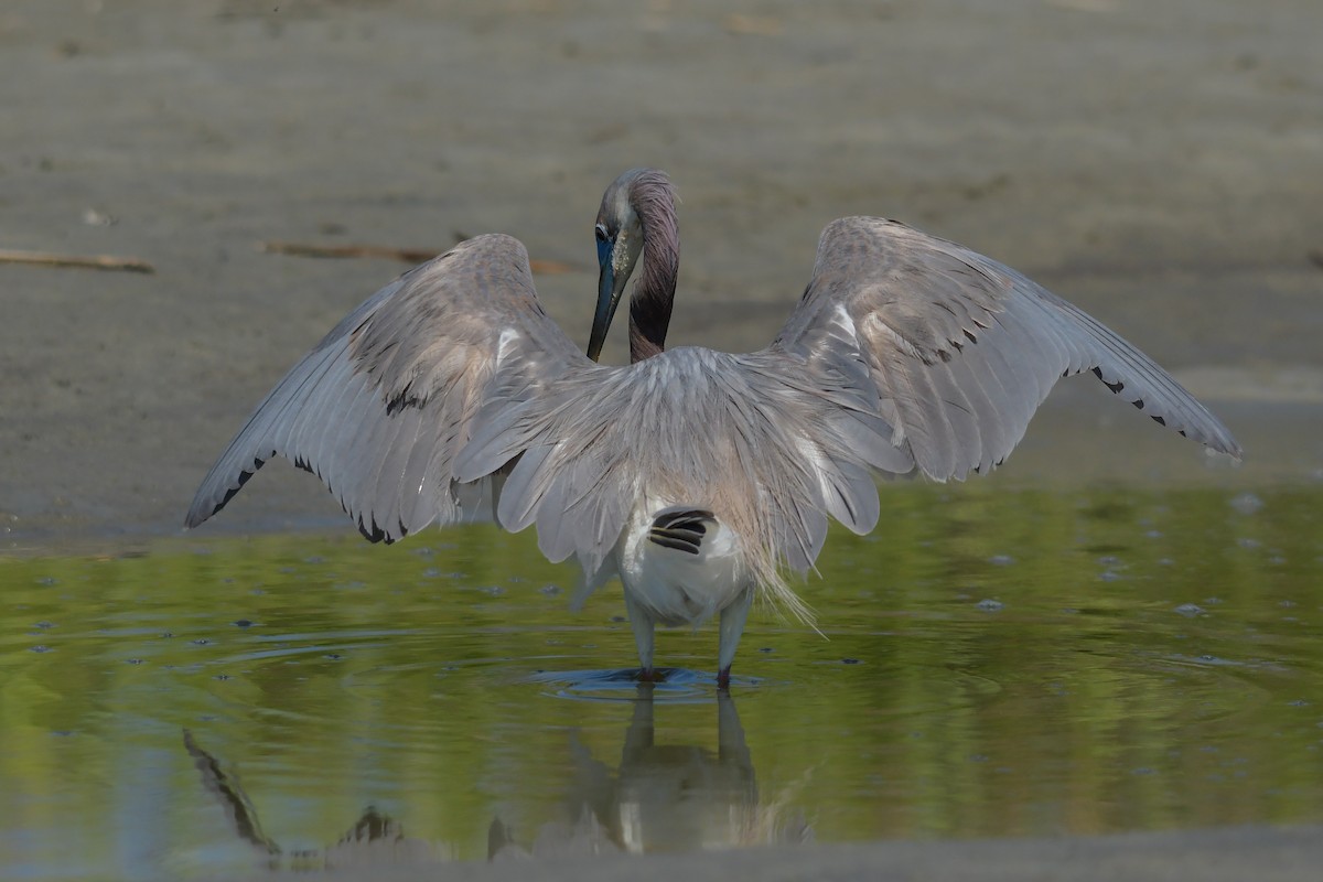 Tricolored Heron - ML633986658