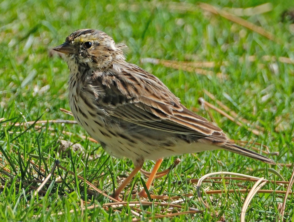 Savannah Sparrow - ML633986672