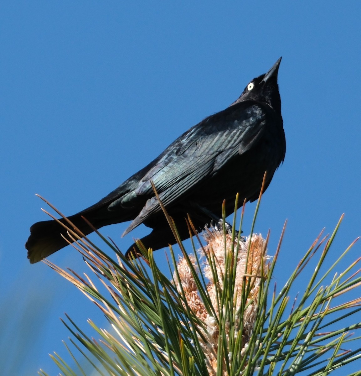 Brewer's Blackbird - ML633986682