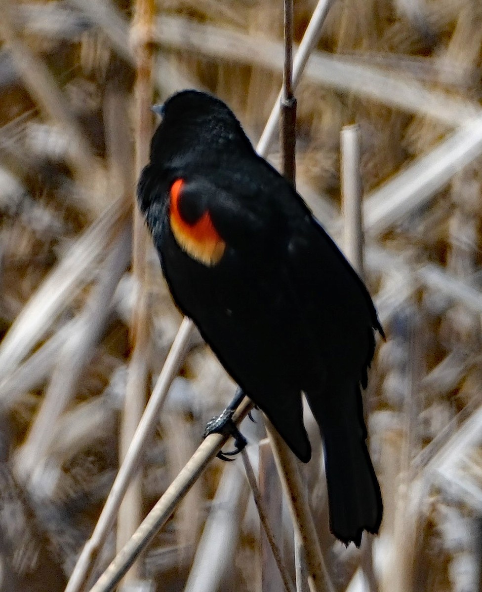 Red-winged Blackbird - ML633986702