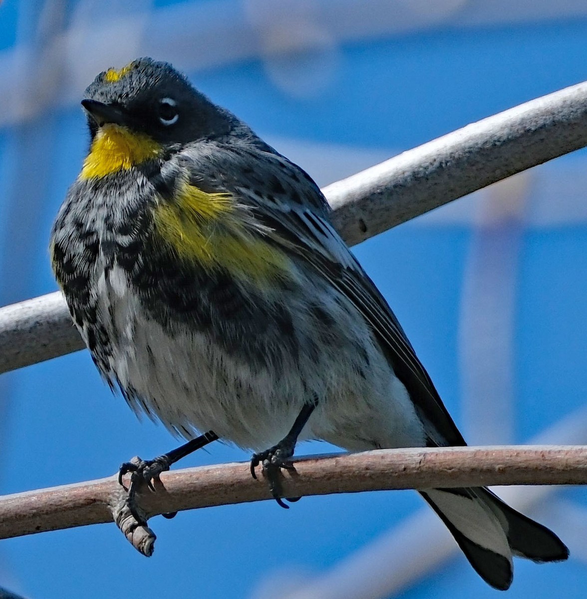 Yellow-rumped Warbler - ML633986712