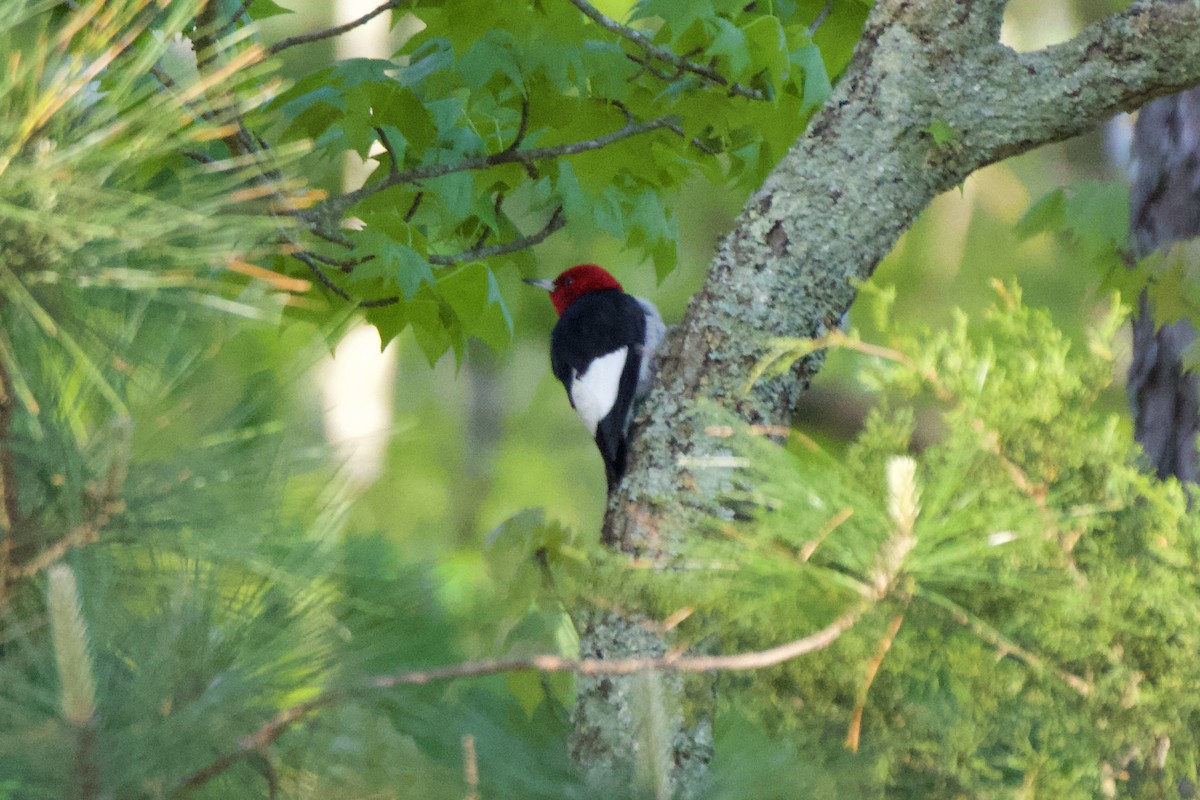 Red-headed Woodpecker - ML633986842