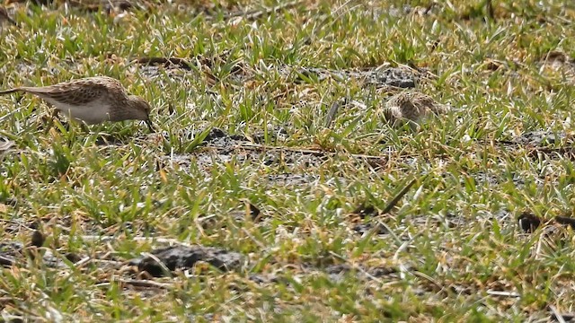 Pectoral Sandpiper - ML633986957