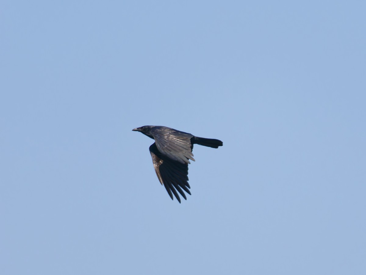 ウオガラス - ML633986979
