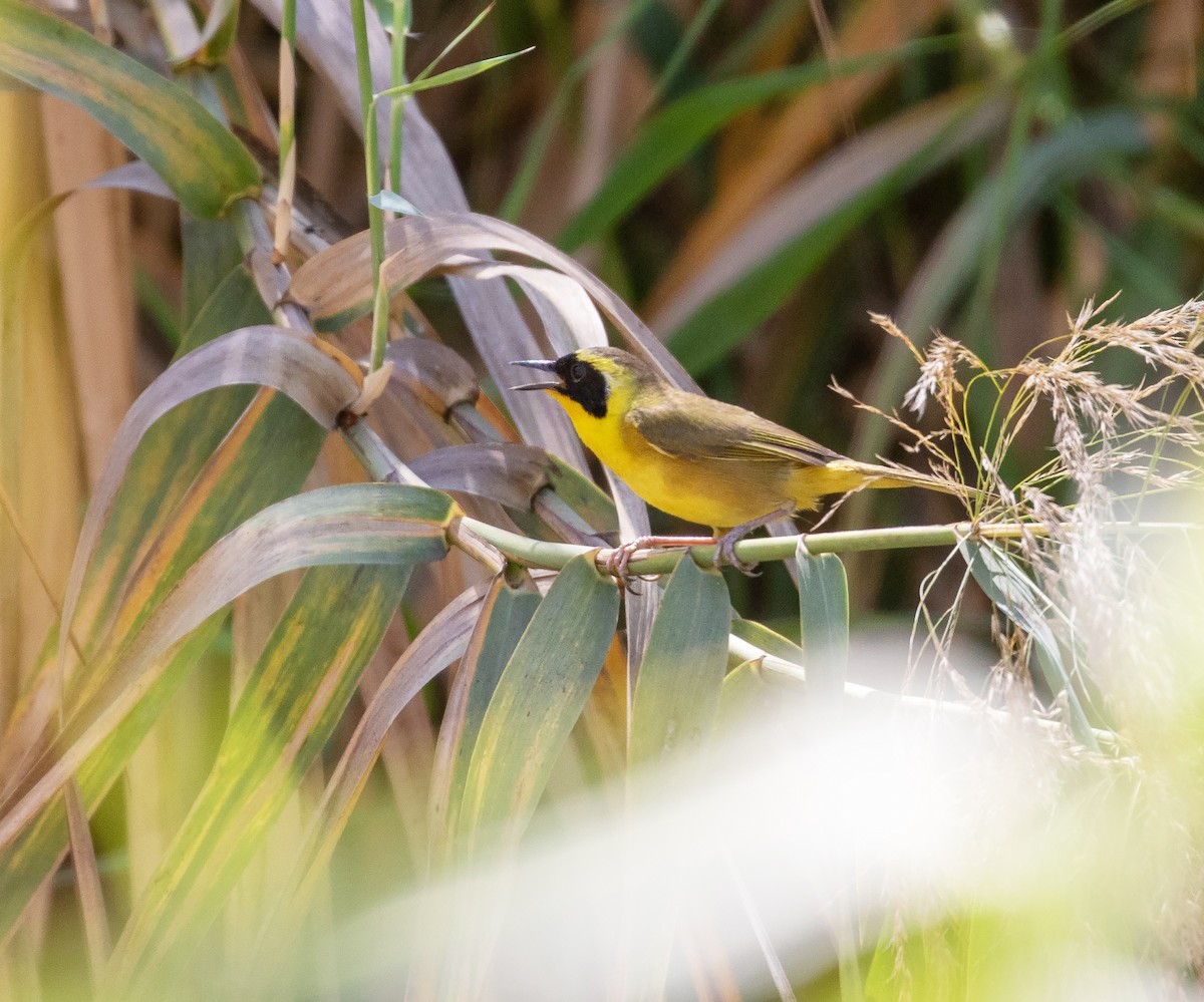 Belding's Yellowthroat - ML633986982