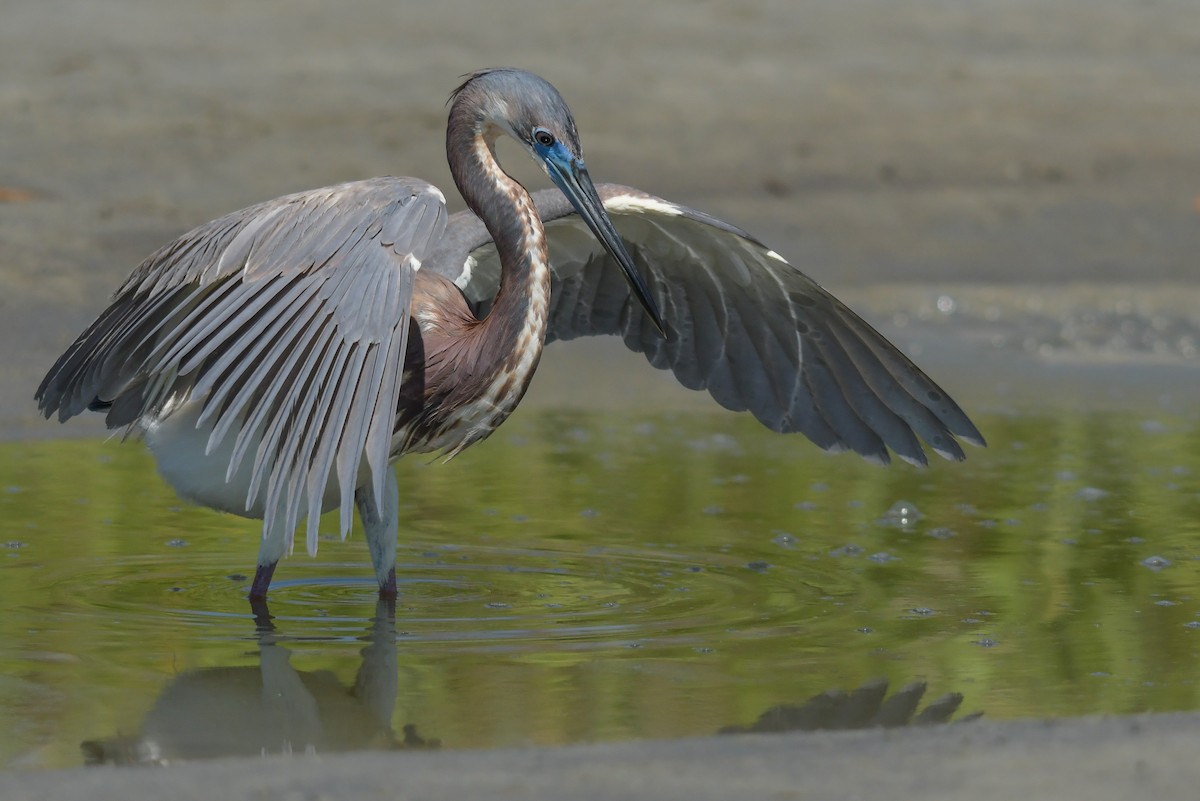 Tricolored Heron - ML633987010