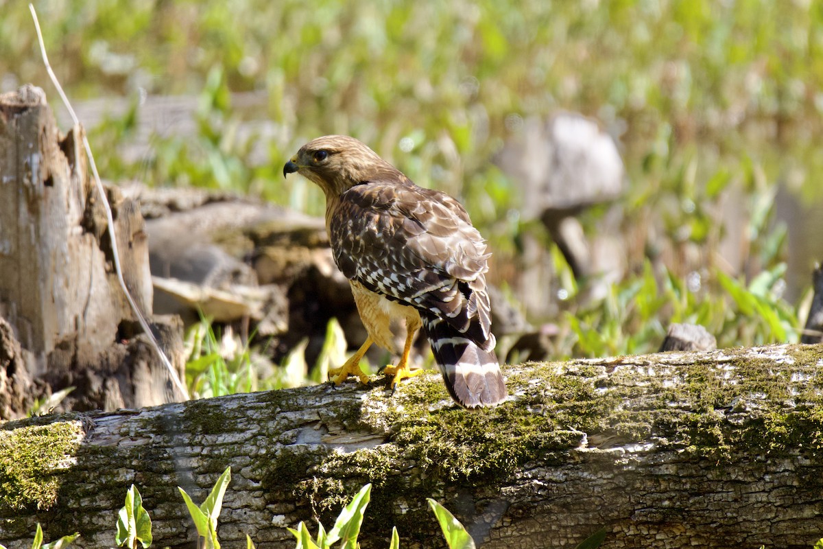 Red-shouldered Hawk - ML633987029