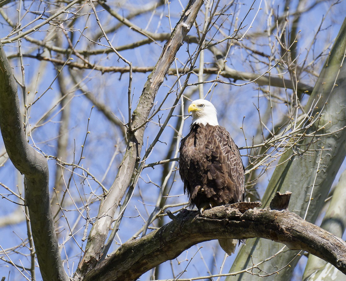 Bald Eagle - ML633987082