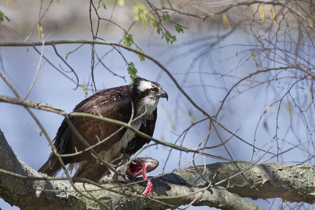 Osprey - ML633987105