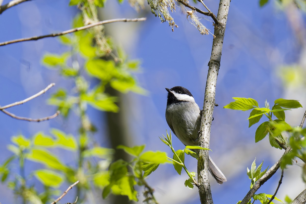 Mésange de Caroline - ML633987116