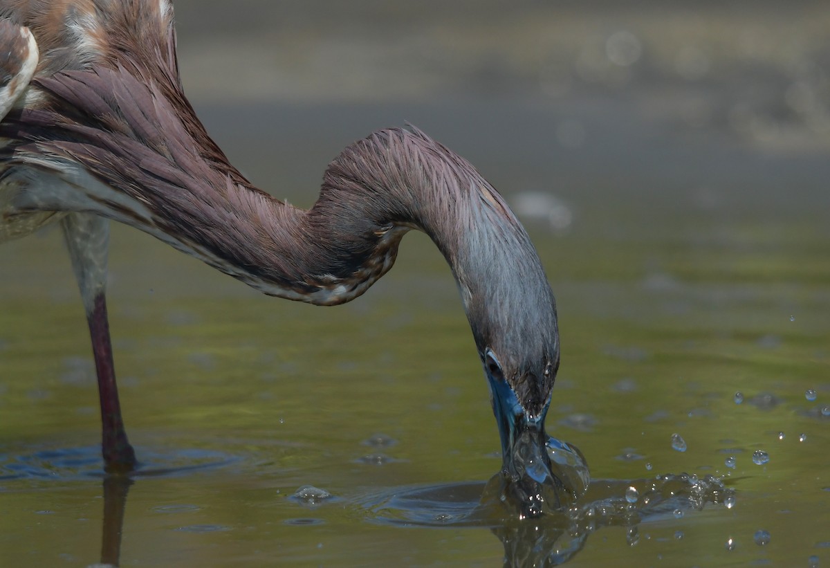 Tricolored Heron - ML633987210