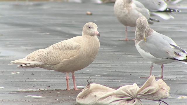 Glaucous Gull - ML633987405
